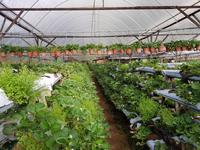 Berdbeerfarm