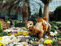 Blumen im Flower Dome, Singapur