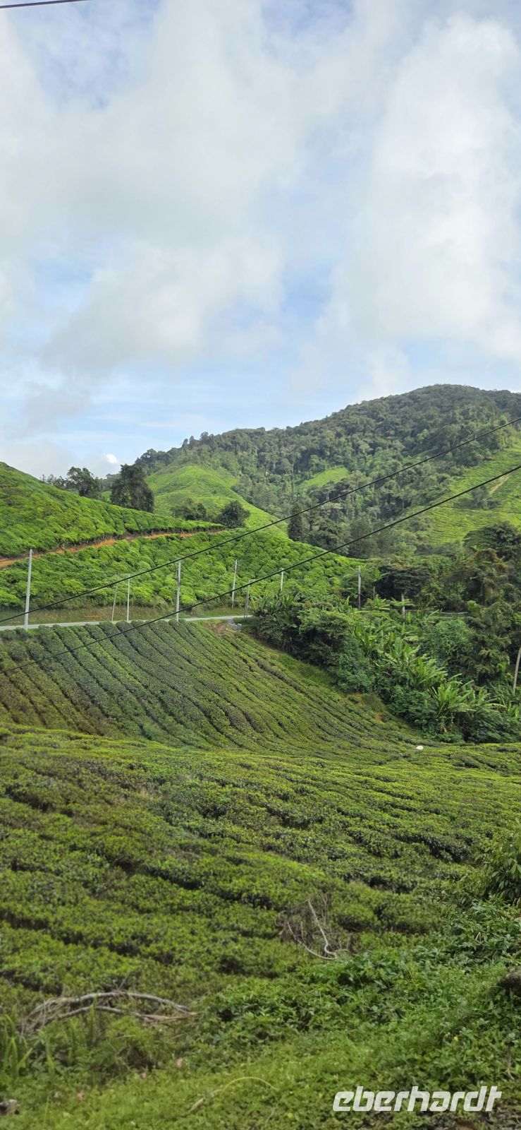 Boh Teeplantage - Cameron Highlands