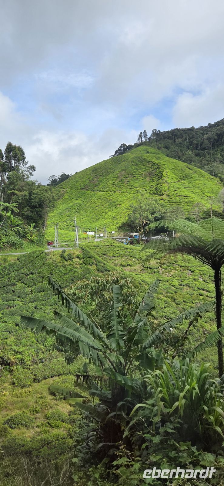 Boh Teeplantage - Cameron Highlands