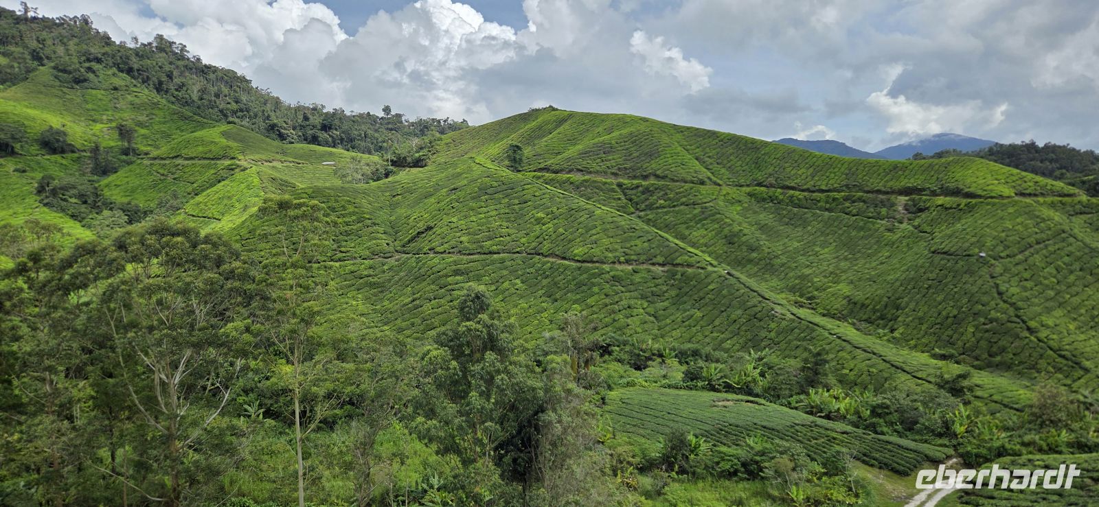 Boh Teeplantage - Cameron Highlands