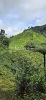 Boh Teeplantage - Cameron Highlands