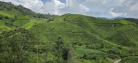 Boh Teeplantage - Cameron Highlands
