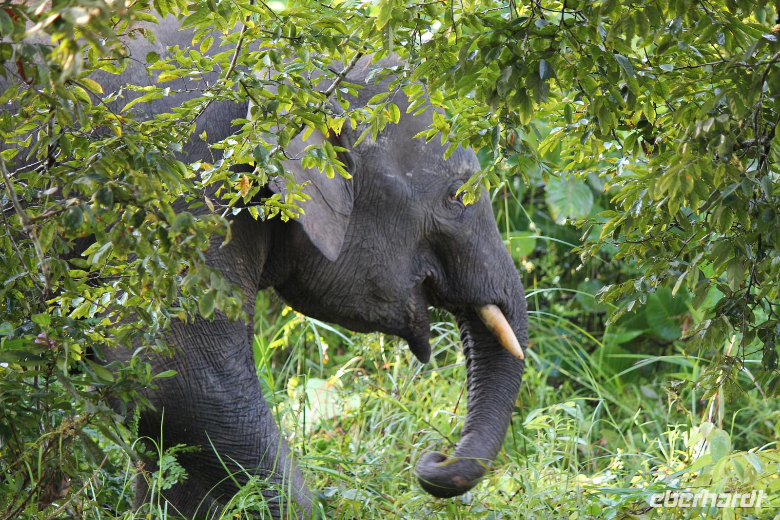 Borneo-Elefant
