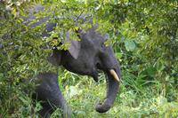 Borneo-Elefant