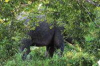 Borneo-Elefant