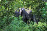 Borneo-Elefant