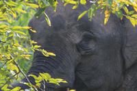 Borneo-Elefant