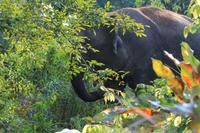 Borneo-Elefant