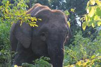 Borneo-Elefant