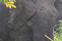 Borneo-Elefant