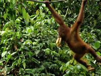Borneo-Sandakan: Im Orang Utan Reservat von Sepilok