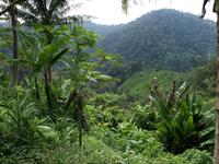 Cameron Highlands - Besuch bei den Orang Asli