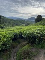 Cameron Highlands