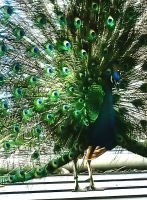 Das erste, was uns auf Sentosa erwartet, ist ein gleich mit zwei Weibchen balzender Pfau