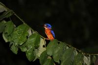 Eisvogel