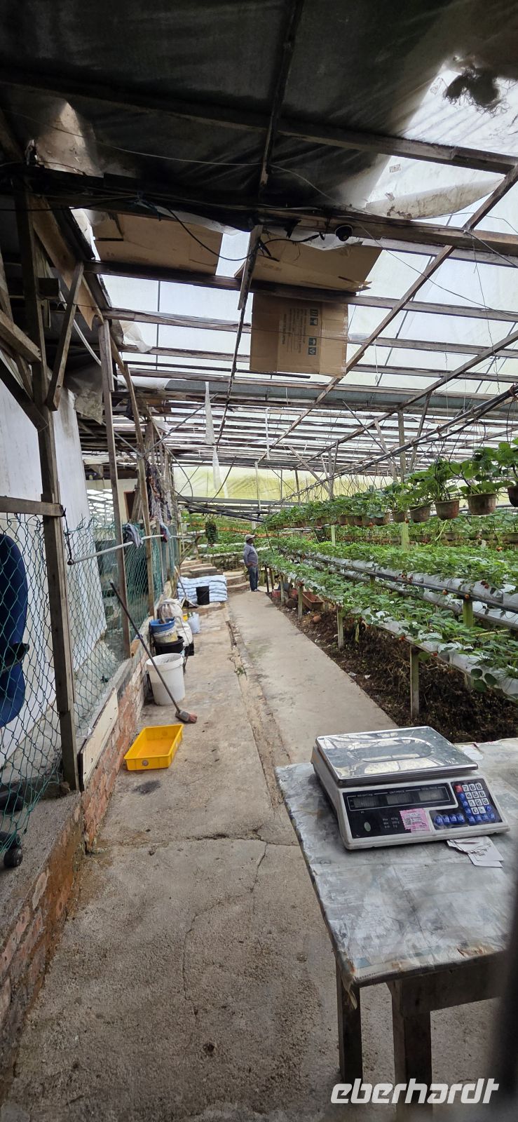 Erdbeerplantage - Cameron Highlands 