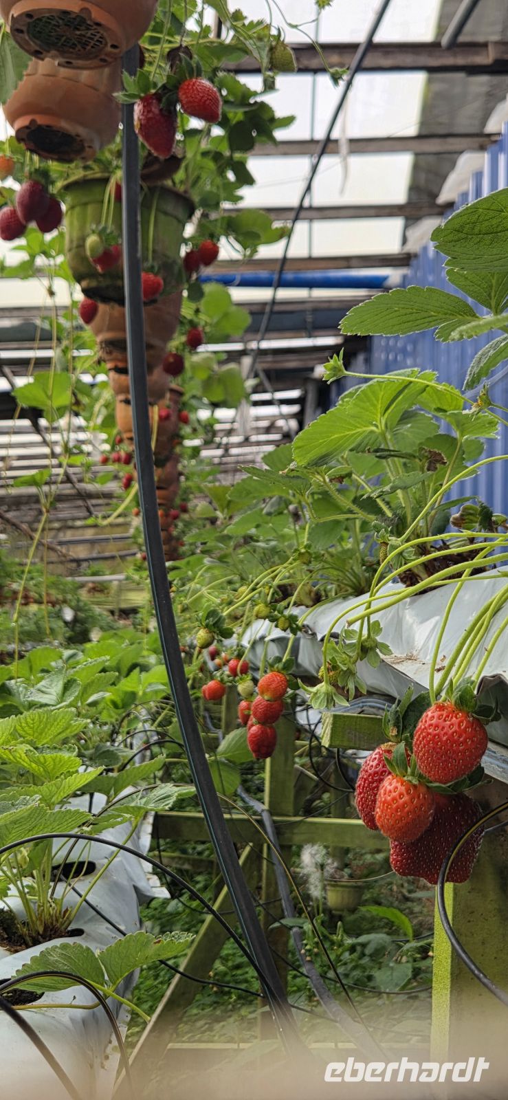 Erdbeerplantage - Cameron Highlands 