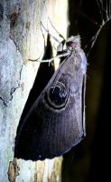 Falter im Taman Negara Nationalpark