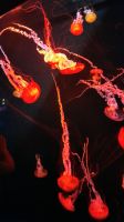 Geheimnisvolle Tiefsee im Aquarium von Sentosa Island Singapur