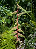 Helekonienart im Botanischen Garten von Singapur