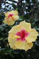 Hibiskus