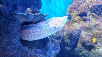 Im Aquarium von Sentosa Island Singapur