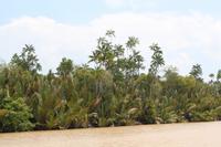 Kinabatangan Fluss