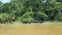 Malaysia, Bootsfahrt in den Taman Negara NP, Wasserbüffel
