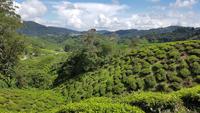 Malaysia, Cameron Highlands, BOH Teeplantagen