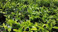 Malaysia, Cameron Highlands, BOH Teeplantagen