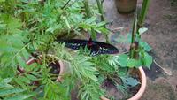 Malaysia, Cameron Highlands, Schmetterlingsfarm