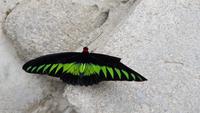 Malaysia, Cameron Highlands, Schmetterlingsfarm
