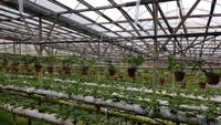Malaysia, Cameron Highlands, Strawberries