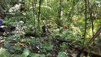 Malaysia, Cameron Highlands, Wanderung im Dschungel