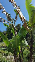 Malaysia, Cameron Highlands, Wanderung, Banane