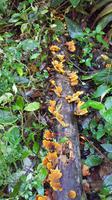 Malaysia, Cameron Highlands, Wanderung, Baumpilze