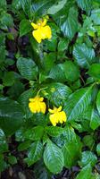 Malaysia, Cameron Highlands, Wanderung