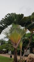 Malaysia, Melaka, Fächerpalme