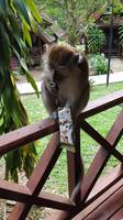 Malaysia, Mutiara Taman Negara Resort, diebische Freunde