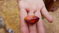 Malaysia, Palmölfrucht