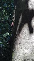 Malaysia, Taman Negara NP, Tausendfüssler am Stamm