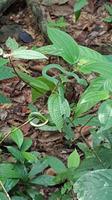 Malaysia, Taman Negara NP, Viper in Jagdposition
