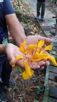Malaysia, Taman Negara NP, blüht nur einen Tag