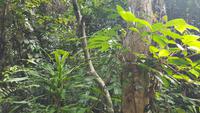 Malaysia, Taman Negara NP, grüne Viper gut getarnt