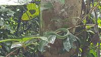Malaysia, Taman Negara NP, grüne Viper gut getarnt