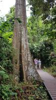 Malaysia, Taman Negara NP