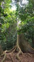 Malaysia, Taman Negara NP