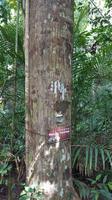 Malaysia, Taman Negara NP