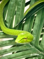 Nasenpeitschennatter im Schmetterlingspark in den Cameron Highlands